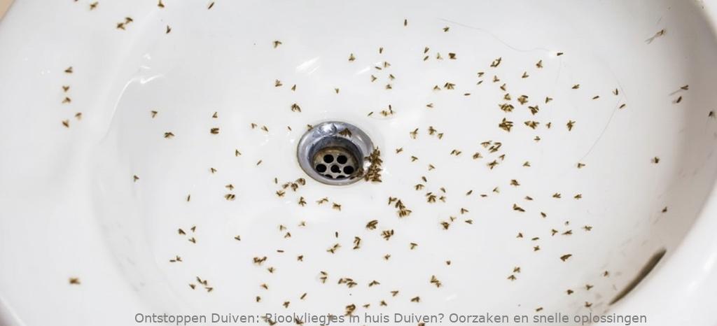 Rioolvliegjes in huis Duiven? Oorzaken en snelle oplossingen